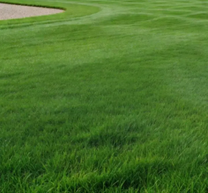 Gęsta, aksamitna murawa w odcieniu głębokiego szmaragdu po rewitalizacji